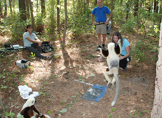 research 3 – sifaka locomotion trials