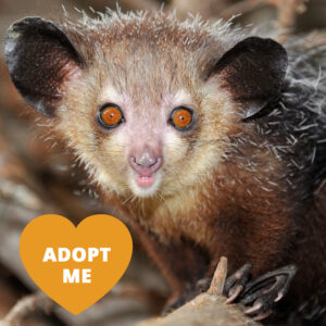 A large nocturnal lemur with dark fur tipped with white guard hairs