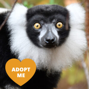 A lemur with bright yellow eyes, a black face and body, and a white ruff around her ears and neck looks at the camera