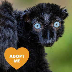 A black lemur with striking blue eyes looks at the camera