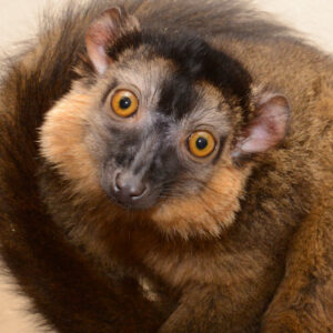 A dark brown lemur with orange eyes and an orange "collar" of fluffy fur tilts his head curiously at the camera