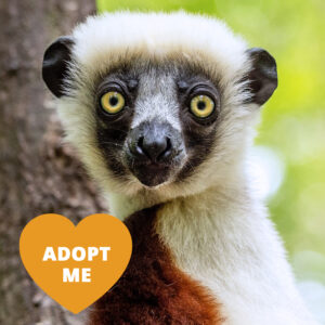 A lemur with a black face, yellow eyes, and white and brown fur looks a tthe camera