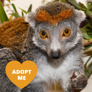 A lemur with gray fur and an orange fur "tiara" on her forehead looks at the camera