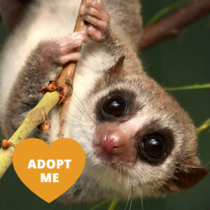 A small-bodied gray lemur with huge dark eyes and a pink nose