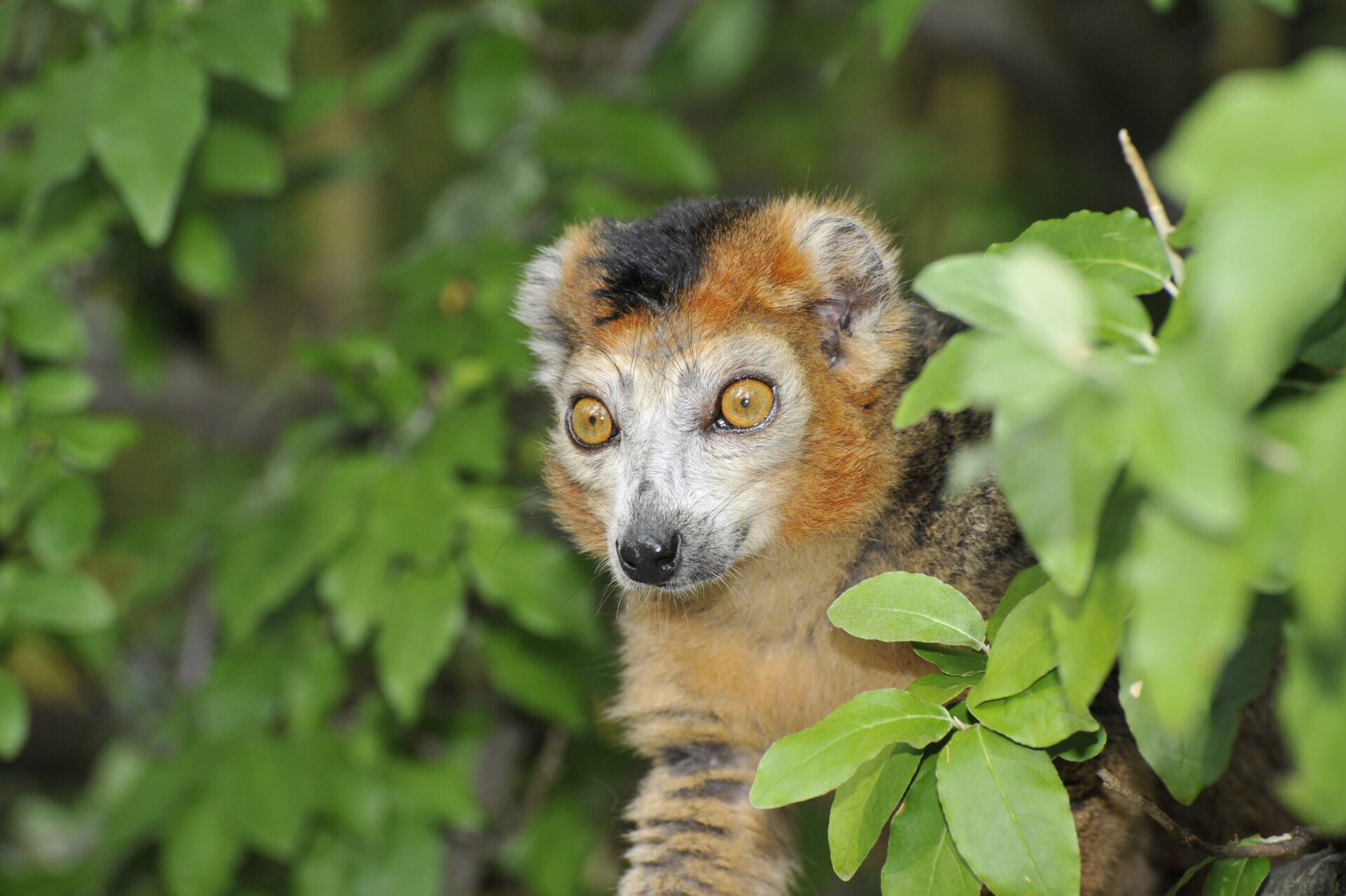 Male crowned lemur peeping out of leaves – David Haring