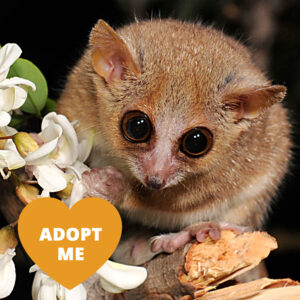 A tiny brown lemur with big dark eyes nibbles on a white flower