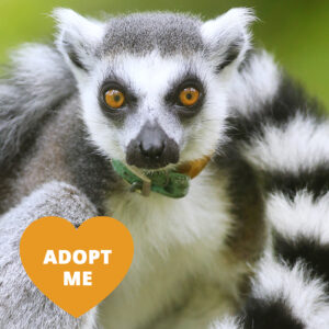 A gray lemur with a white face and belly, yellow eyes ringed with black, and a black and white striped tail looks at the camera