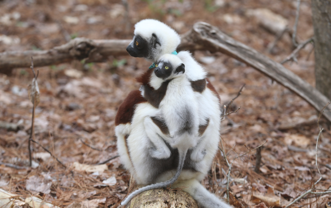 sifaka mother sits on a log while her infant clings to her back