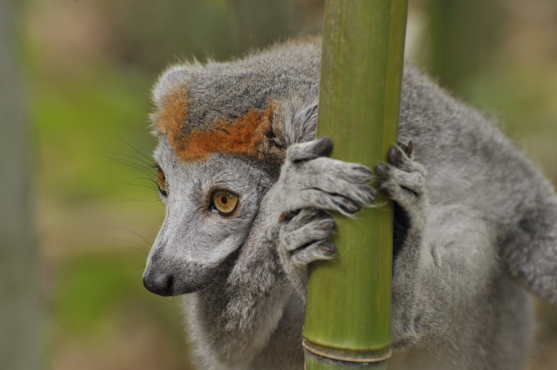 female crowned lemur in bamboo portrait – David Haring