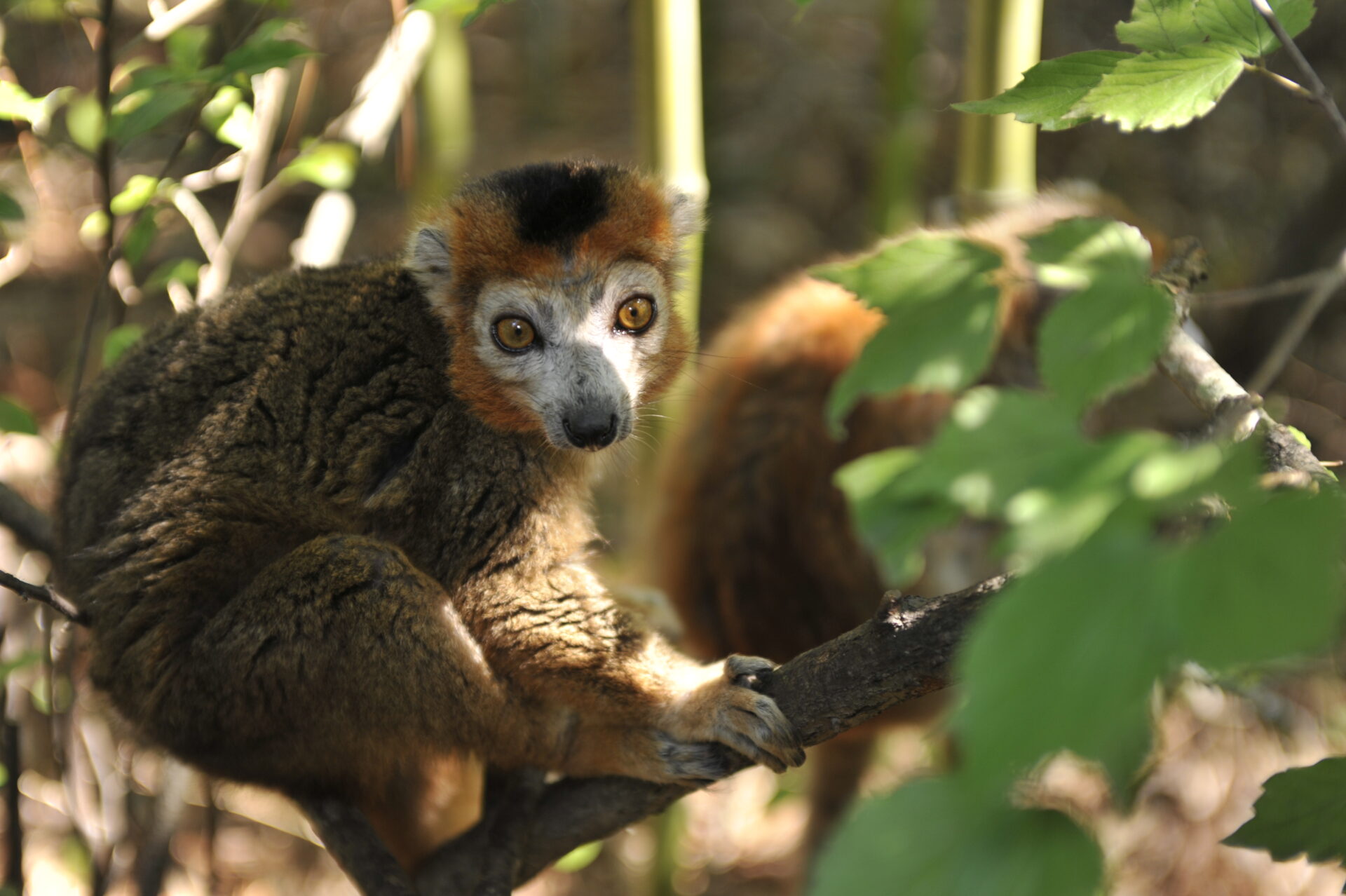 geriatric crowned lemur free-ranging – David Haring