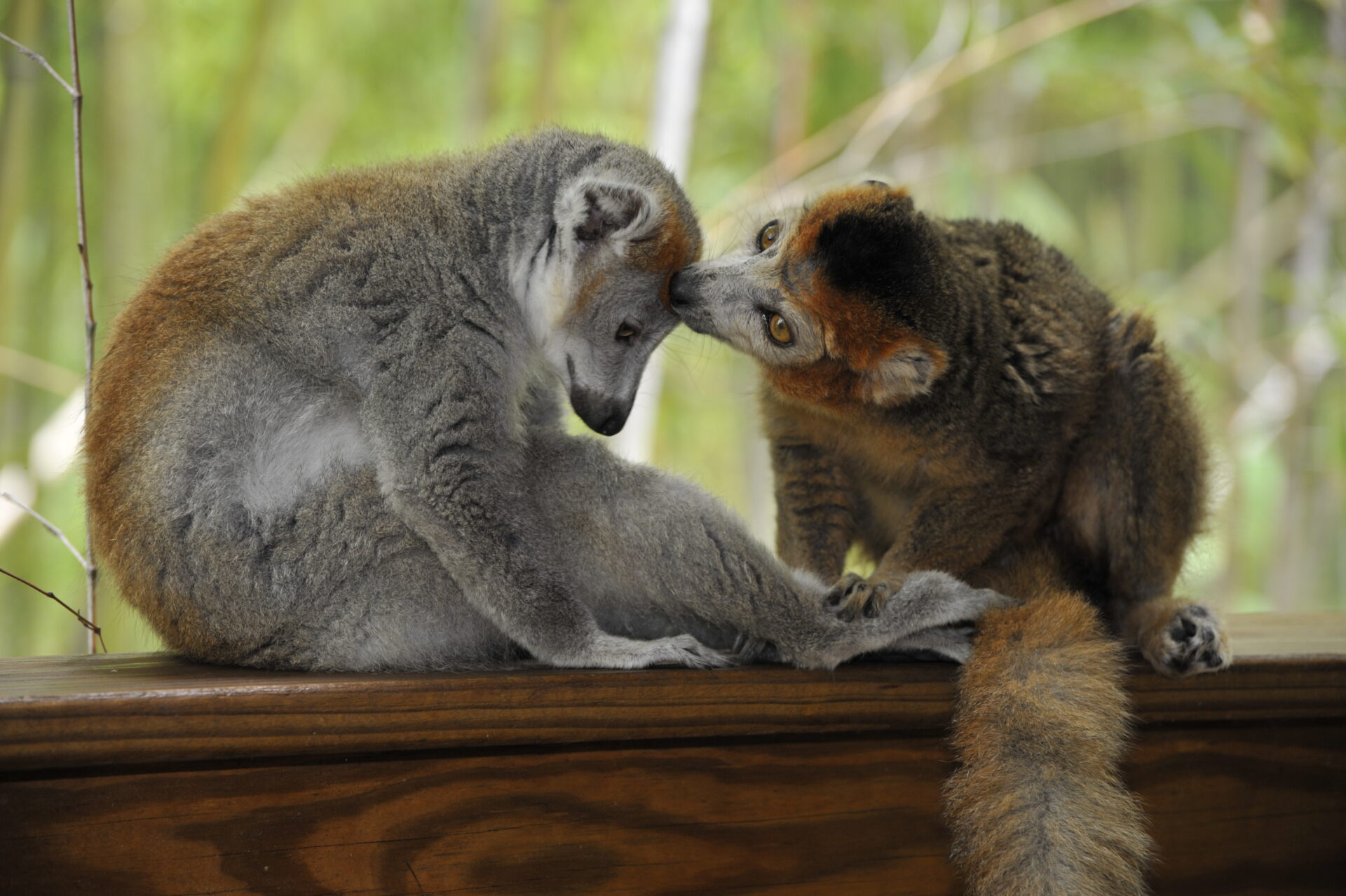 male and female crowned lemur social grooming – David Haring