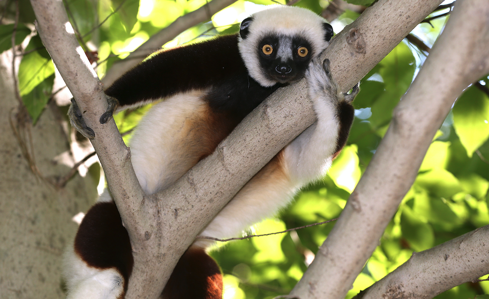 A sifaka laying in a tree in summer