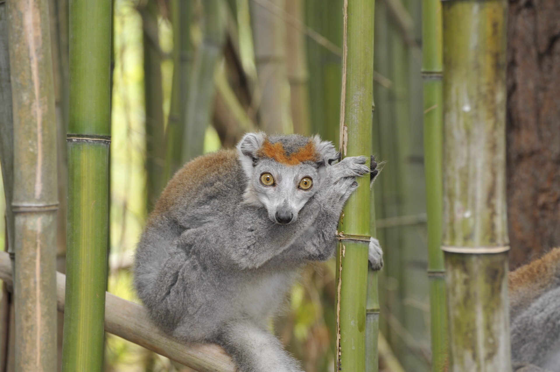 female crowned lemur in bamboo – David Haring