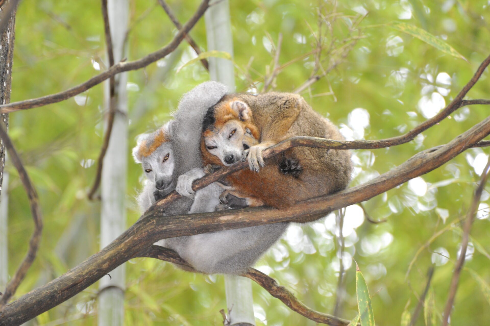 male and female crowned lemur sleeping in tree – David Haring