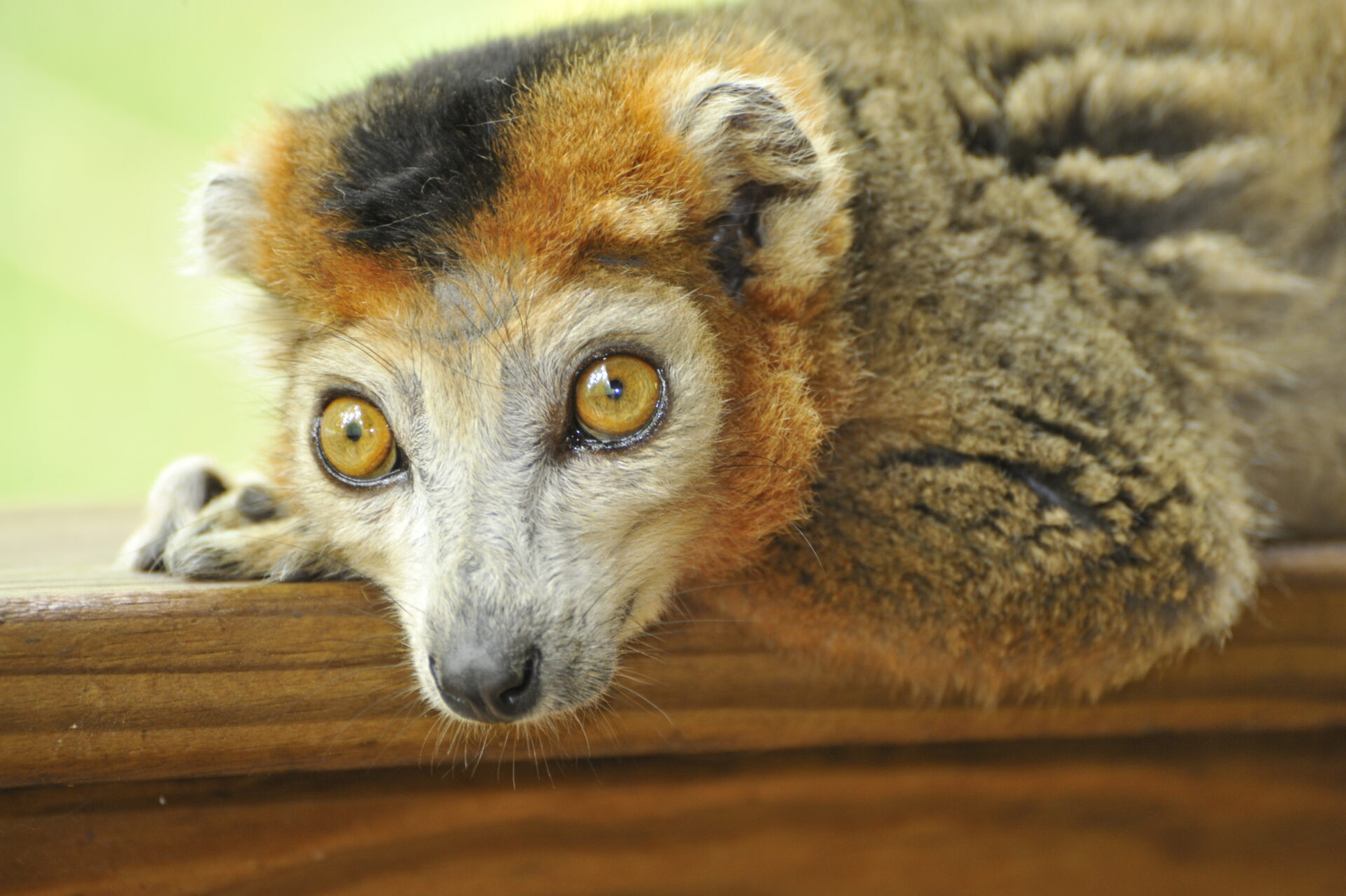 male crowned lemur – David Haring