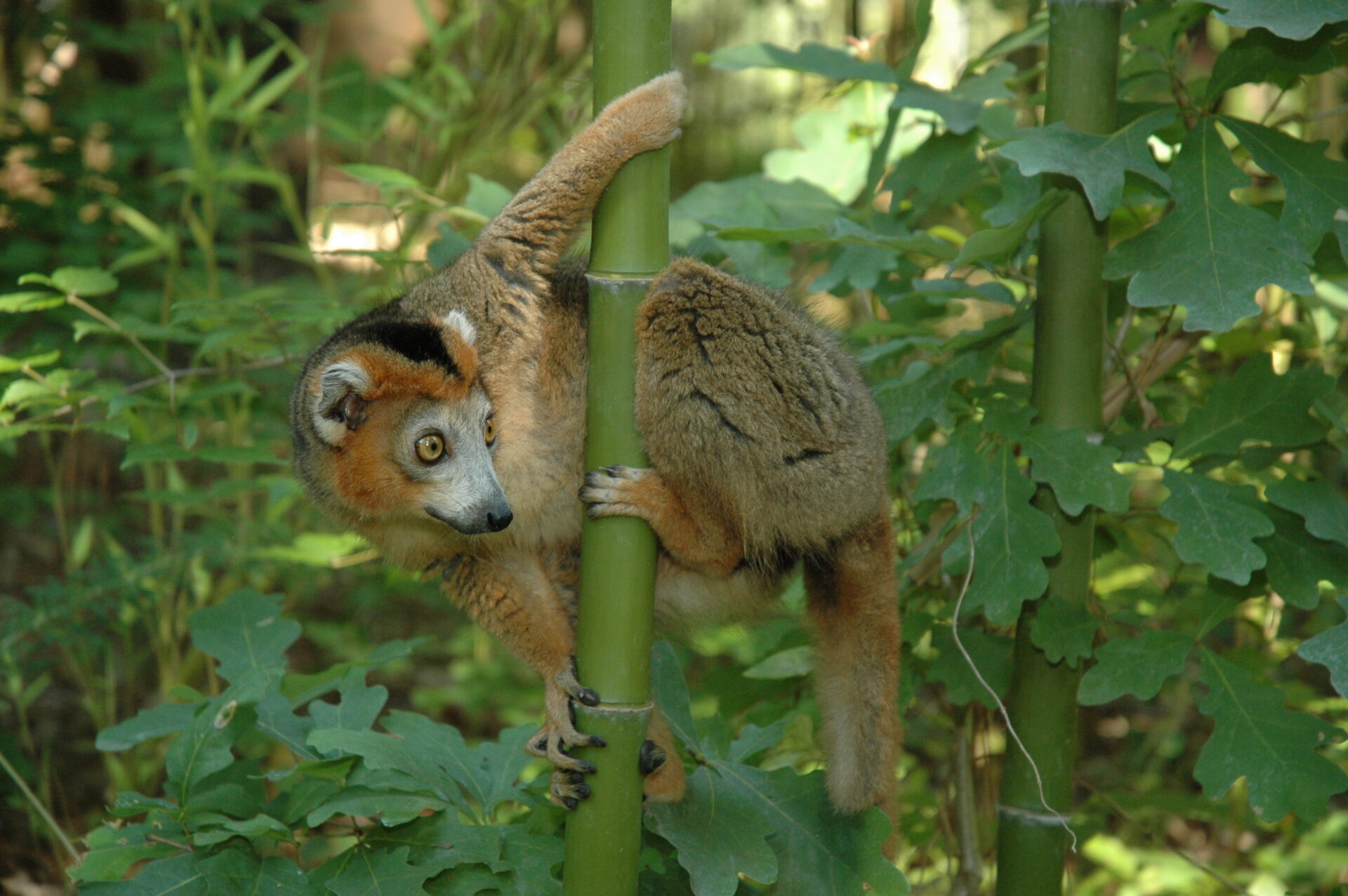 male crowned lemur free-ranging in bamboo – David Haring