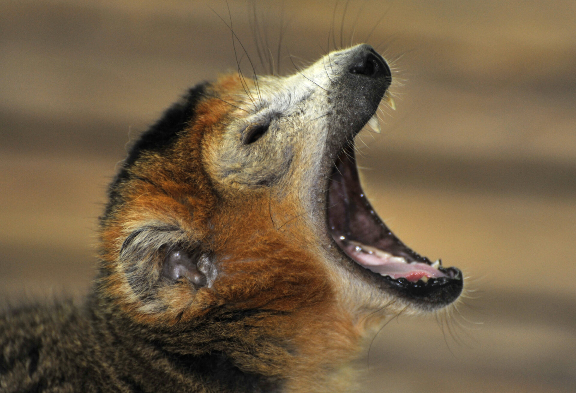 male crowned lemur yawning – David Haring