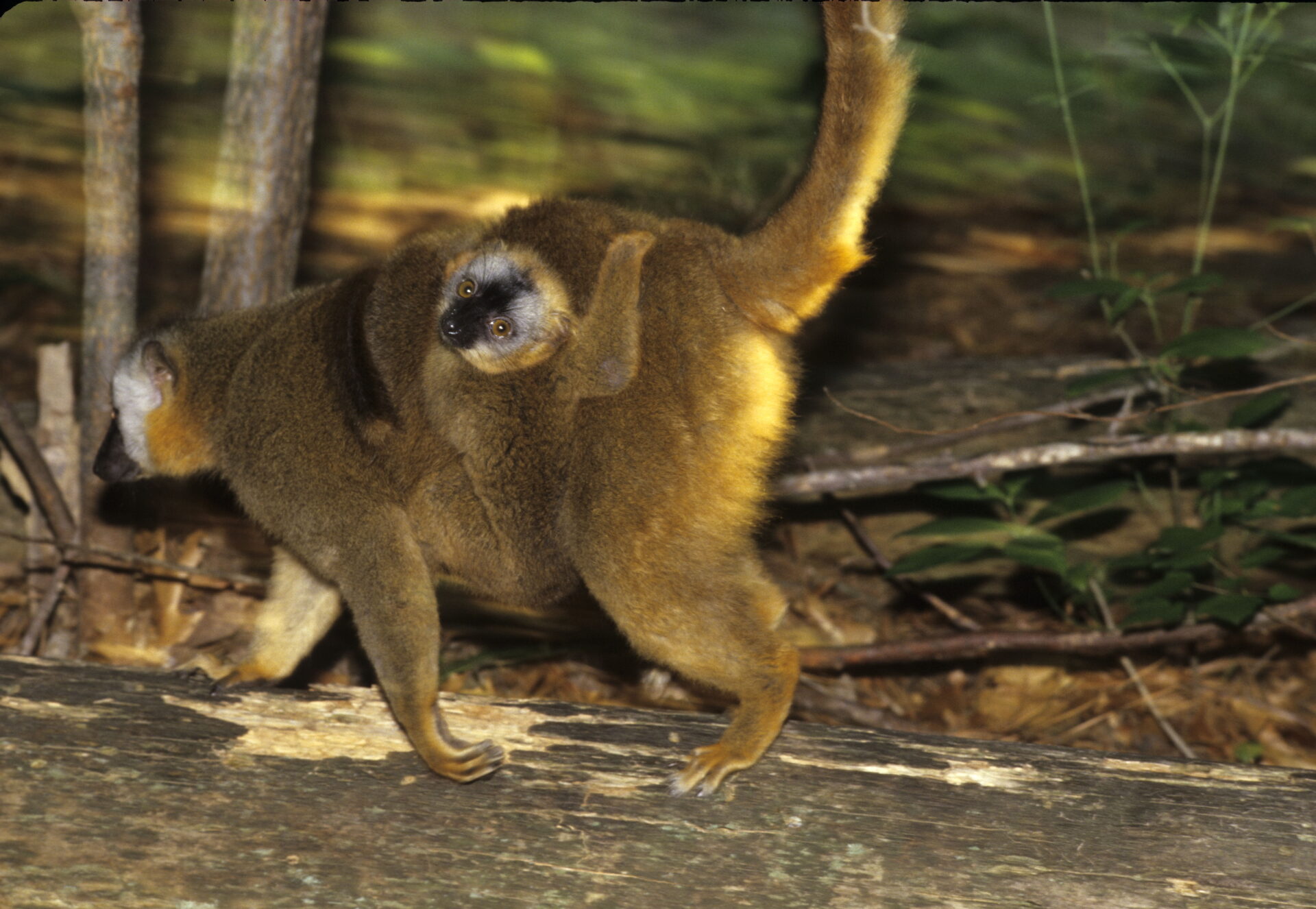 red-fronted lemur female with infant eulemur rufifrons
