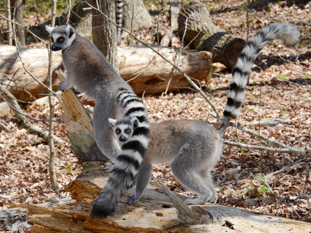 Group of Ring-tailed Lemur Monkeys Blair Drummond safari P… | Flickr