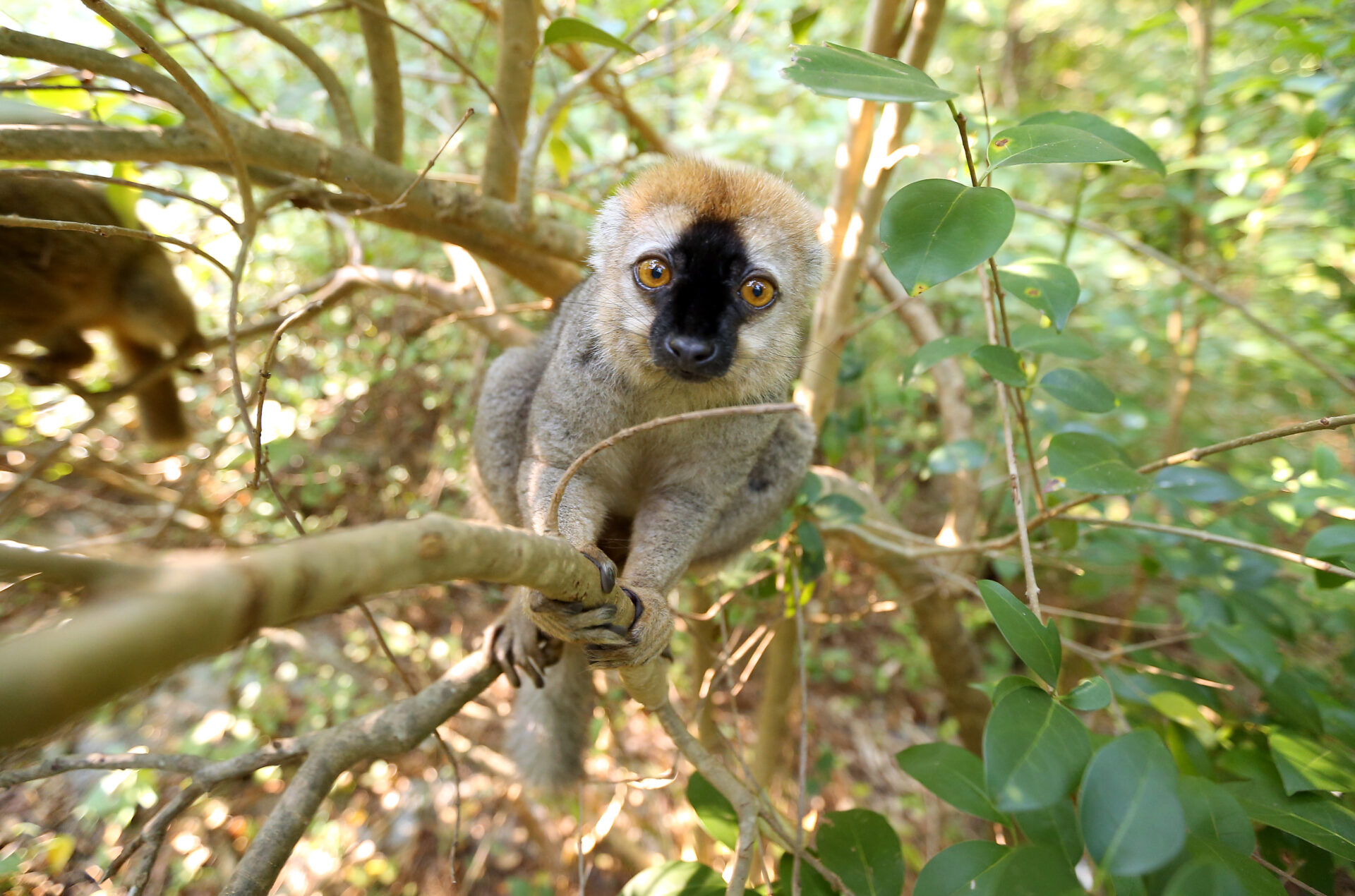 Red fronted lemur Cardinal in NHE 2 – Bob Karp