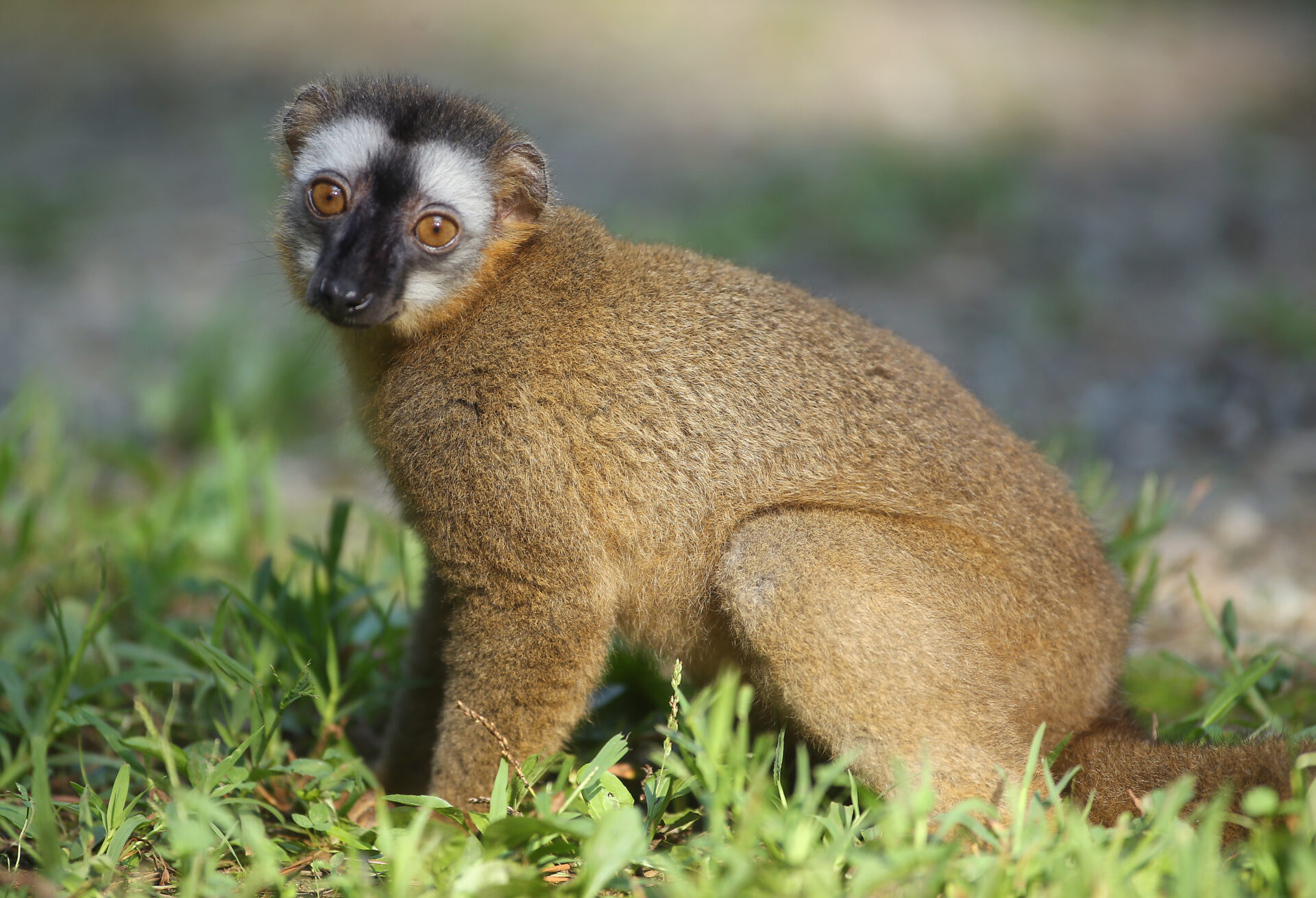 Red fronted lemur Redbay in NHE 2 – Bob Karp 02