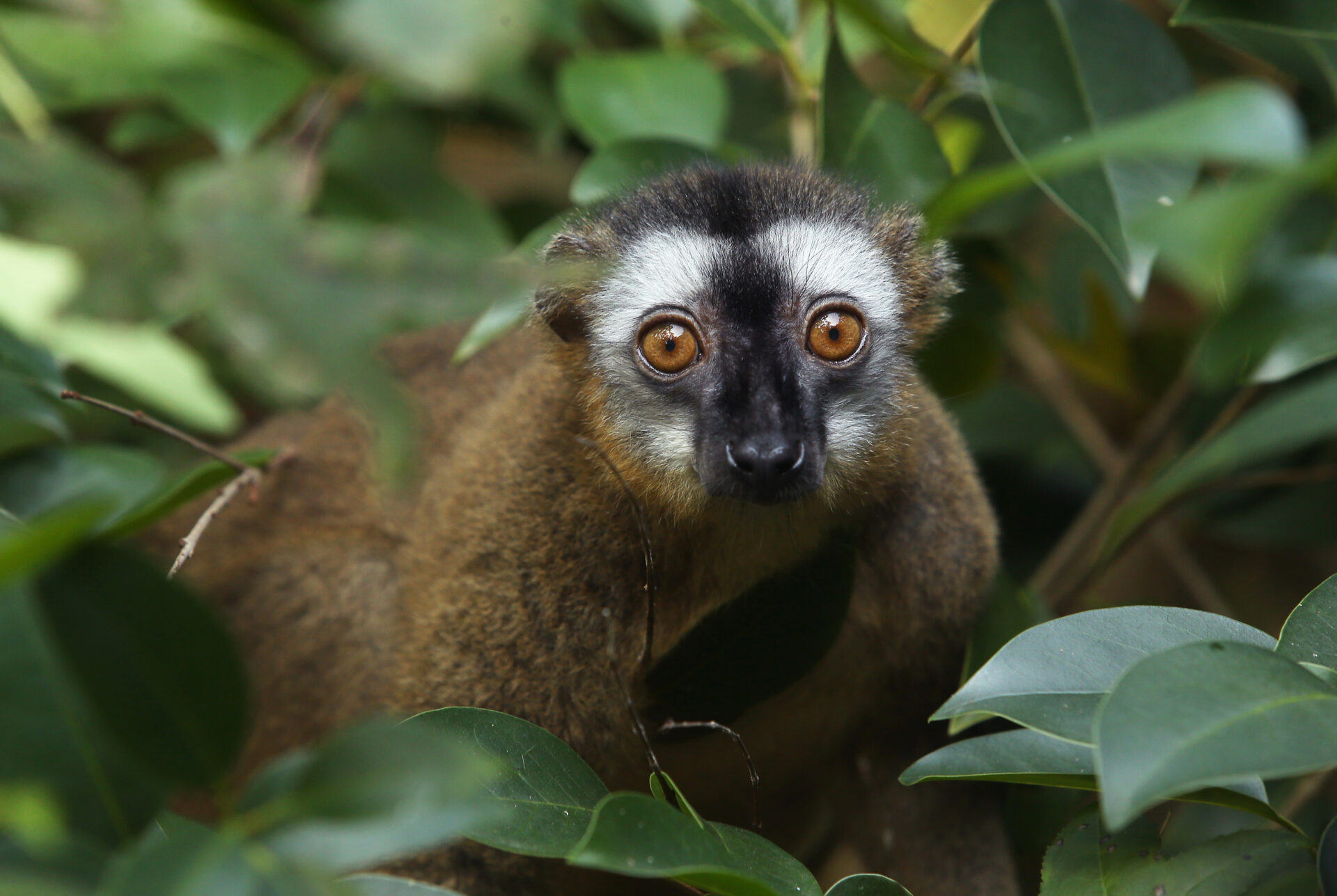 Red fronted lemur Redbay in NHE 2 – Bob Karp