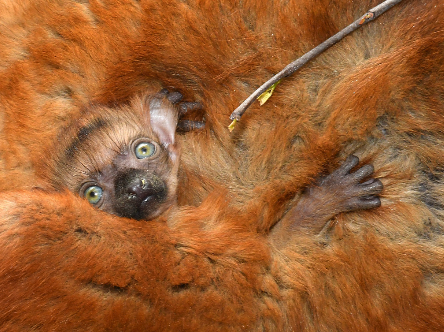 flavifrons baby blue eyed black lemur