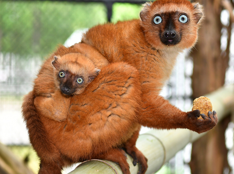 blue-eyed black lemur flavifrons