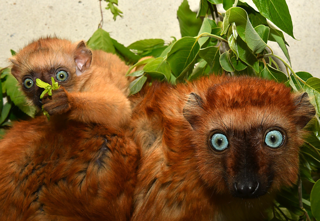 blue-eyed black lemurs wiig and gellar