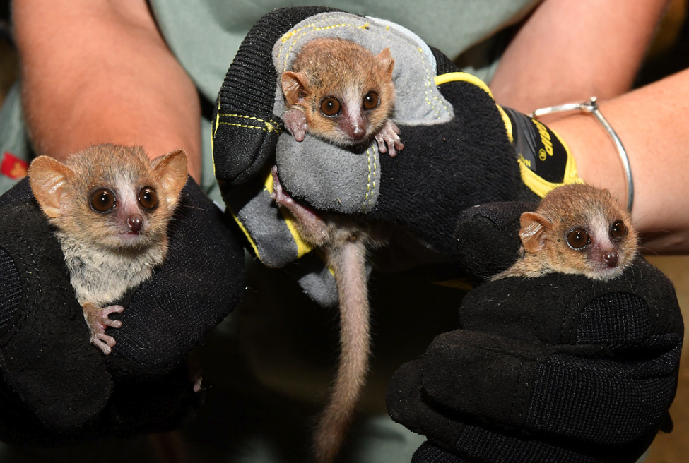 mouse lemur triplets