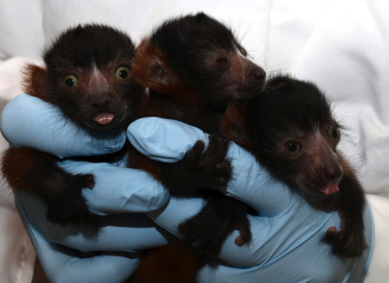 Red Ruffed Lemur - Duke Lemur Center