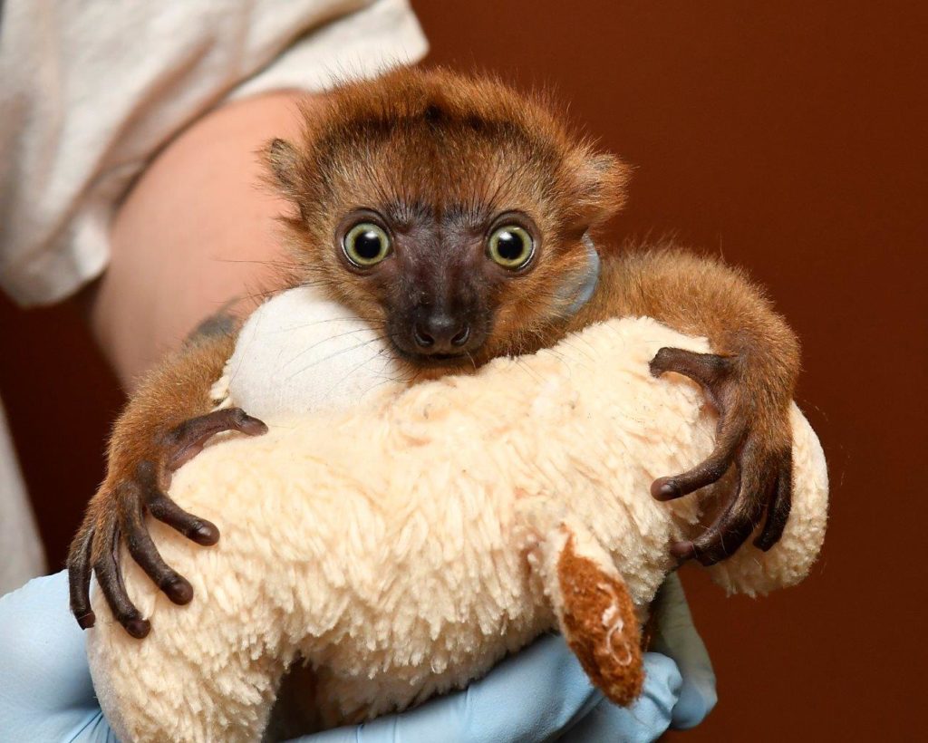 Baby Lemur Born by Rare C-section at Duke Lemur Center - Duke Lemur Center