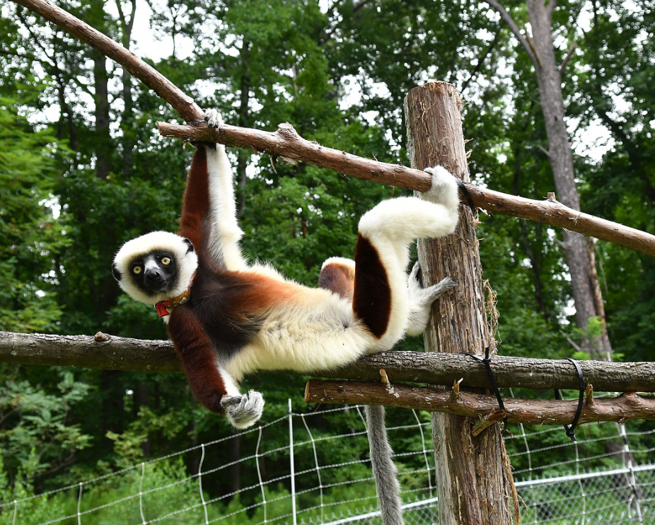 A sifaka hanging from a branch in the forest