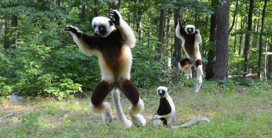 Image of three sifakas leaping across a grassy field with trees in the background