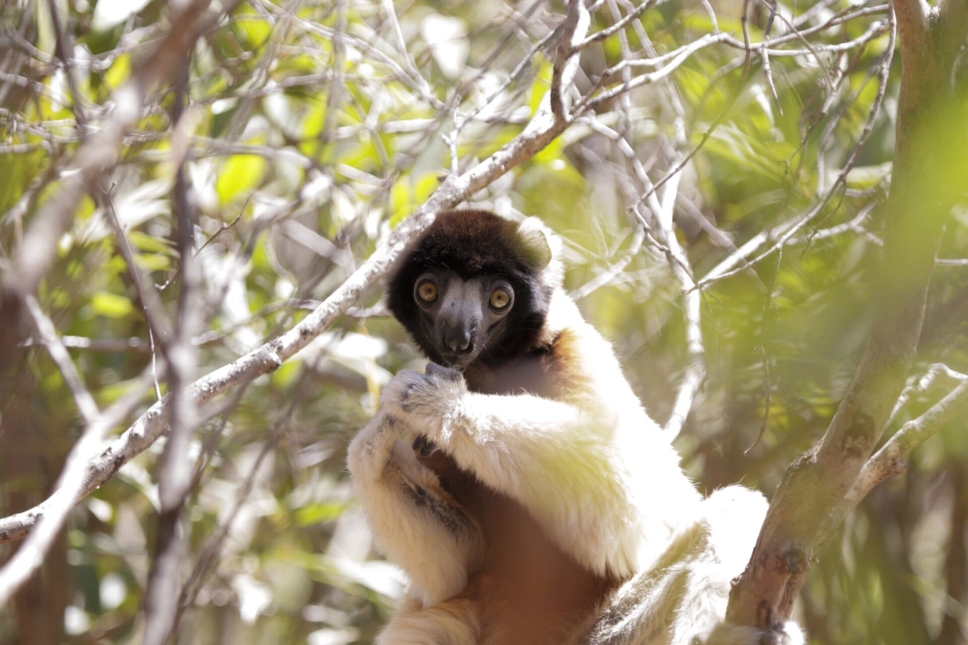 Crowned Sifaka – Patrick Madagascar trip
