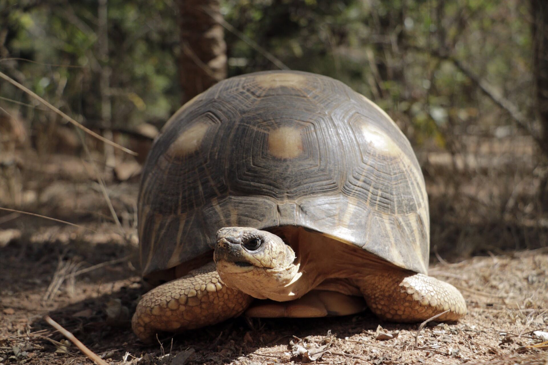 Radiated Tortoise – Patrick Madagascar trip