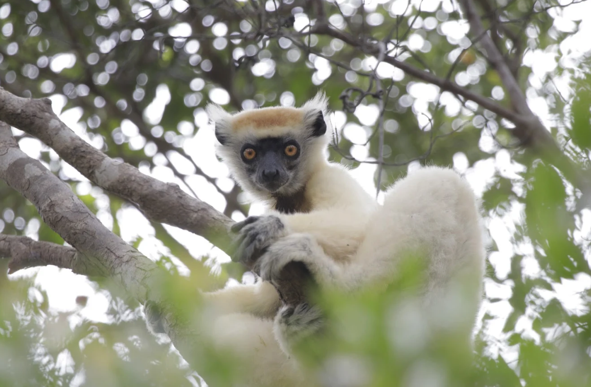 Golden crowned sifaka