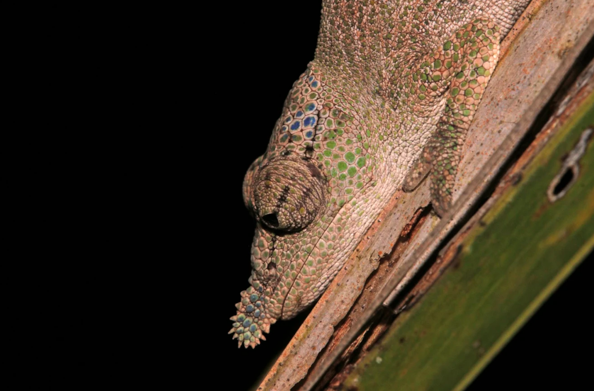madagascar chameleon