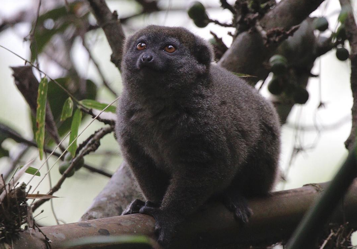northern bamboo lemur