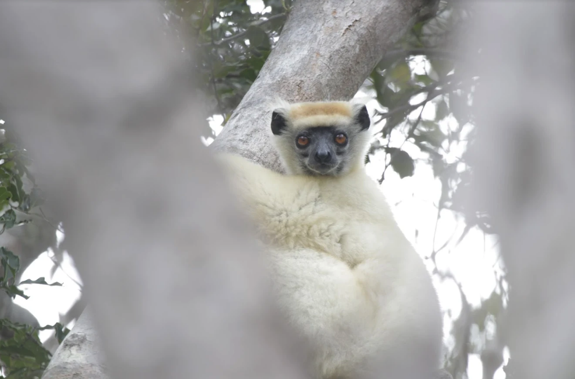 golden crowned sifaka