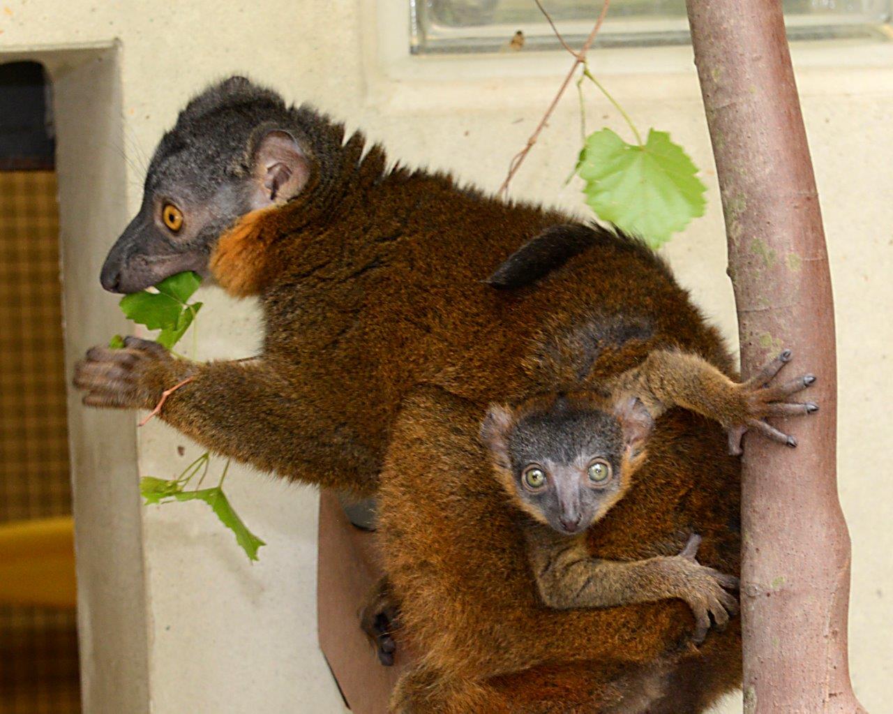 Bijou and Odette – Collared Lemur