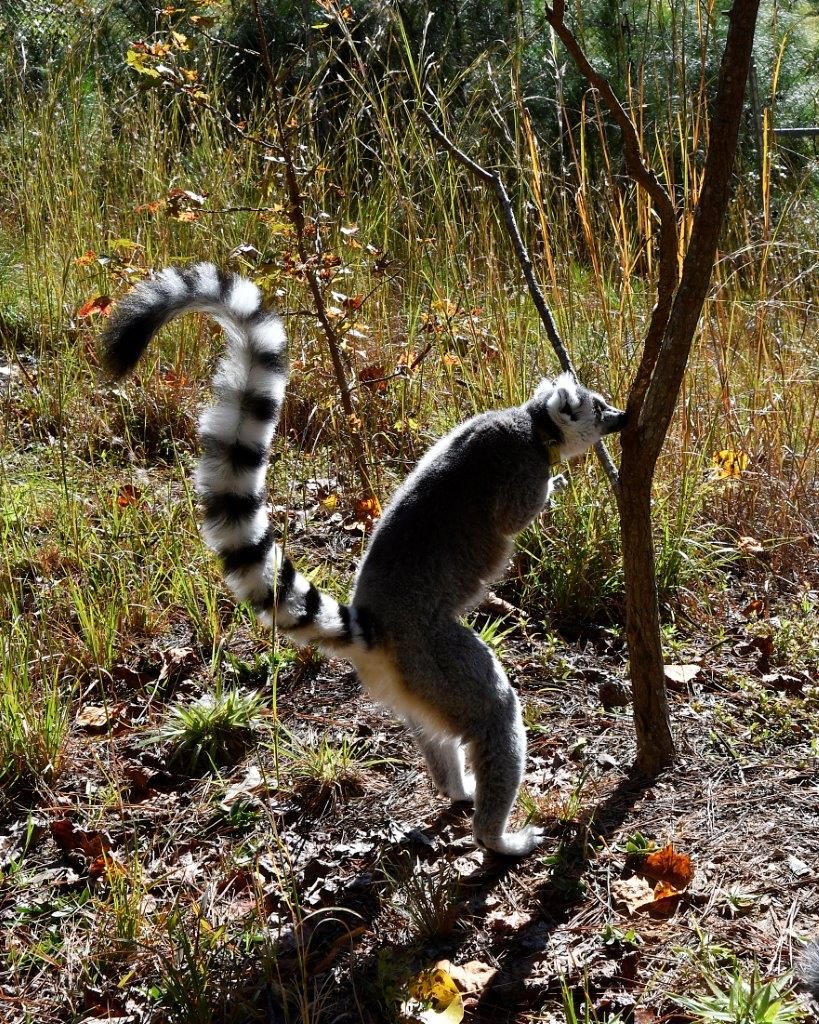 Ring-tailed Lemur - Badoca