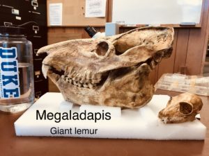 Labeled Megaladapis skull sitting atop Styrofoam