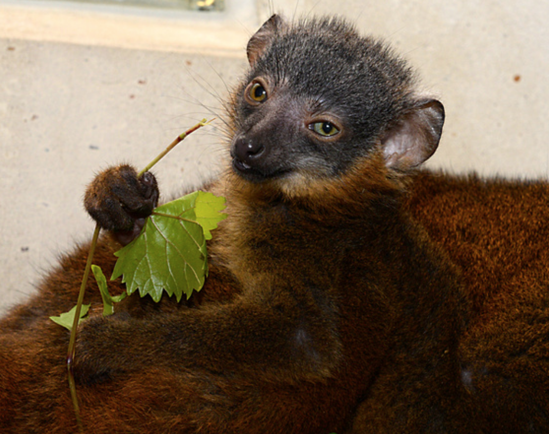collared lemur infant eating