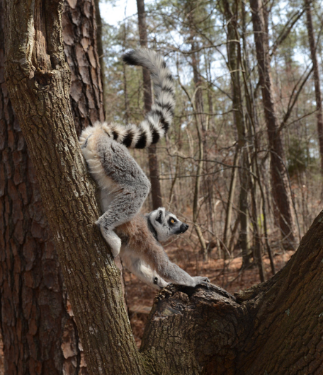 Madagascar locals: ring-tailed lemur offspring born at Moscow Zoo / News /  Moscow City Web Site
