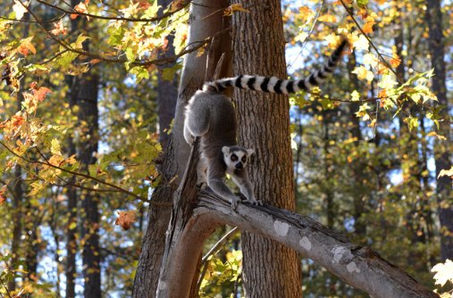 Ringtailed Lemur Wildlife Shot Madagascar Stock Photo - Download Image Now  - iStock