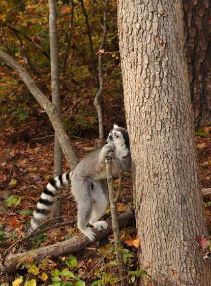 File:Lemur catta - scent marking 01.ogv - Wikipedia