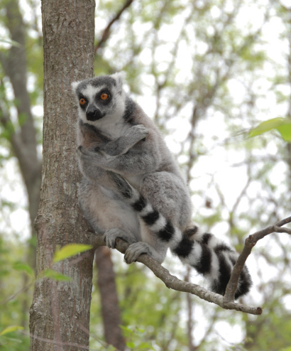 'Stink flirting' is a thing - just ask a ring-tailed lemur