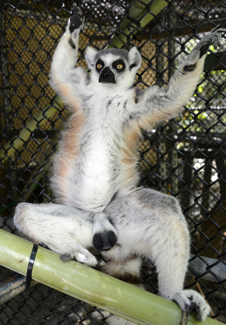 Ring-tailed lemur | All Species Wiki | Fandom