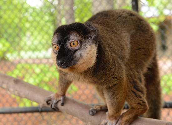 collared lemur in silo enclosure for slider